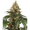 CHOCOLATE RAINBOW XXL · Sensi Seeds · graines de cannabis · Fem