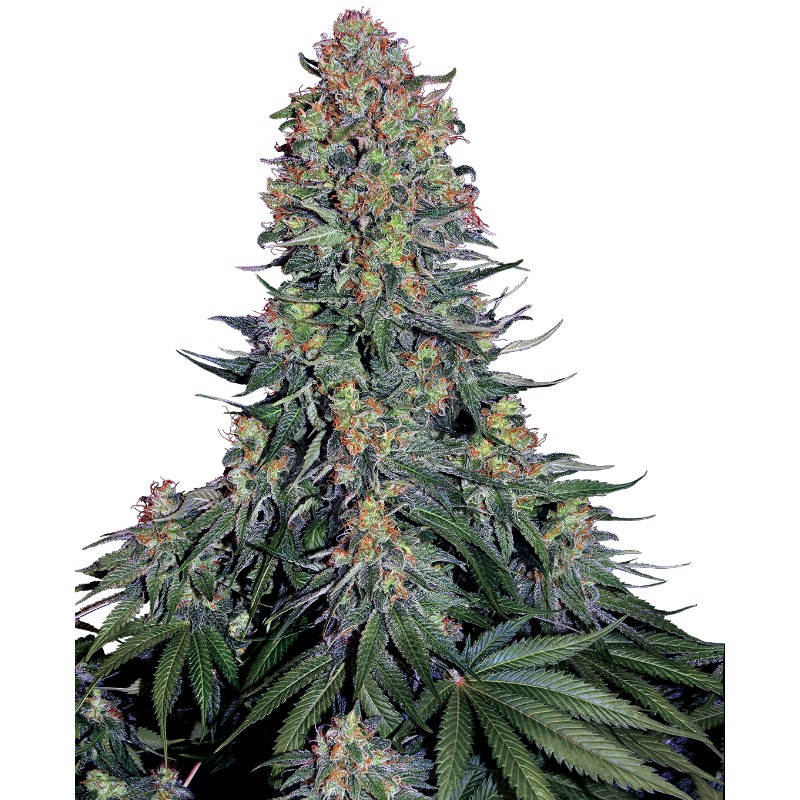 BLUE SKUNK · Sensi Seeds · graines de cannabis · Fem