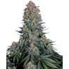 BLUE SKUNK · Sensi Seeds · graines de cannabis · Fem