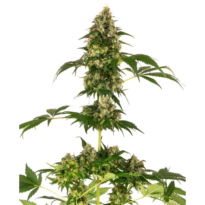 COBALT HAZE · Sensi Seeds · graines de cannabis · Fem