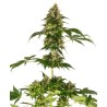 COBALT HAZE · Sensi Seeds · graines de cannabis · Fem
