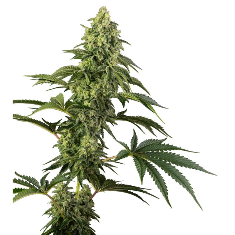 COSMIC KISS · Sensi Seeds · graines de cannabis · Fem