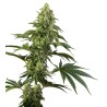 COSMIC KISS · Sensi Seeds · graines de cannabis · Fem
