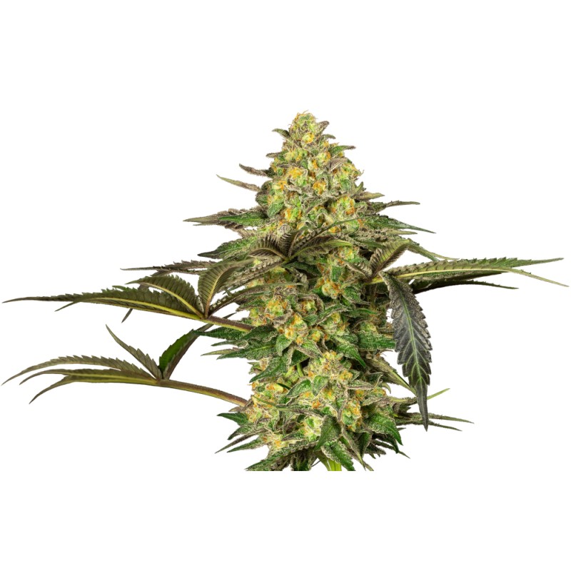 GRAPEVINE CANDY · Sensi Seeds · graines de cannabis · Fem
