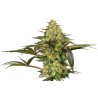 GRAPEVINE CANDY · Sensi Seeds · graines de cannabis · Fem