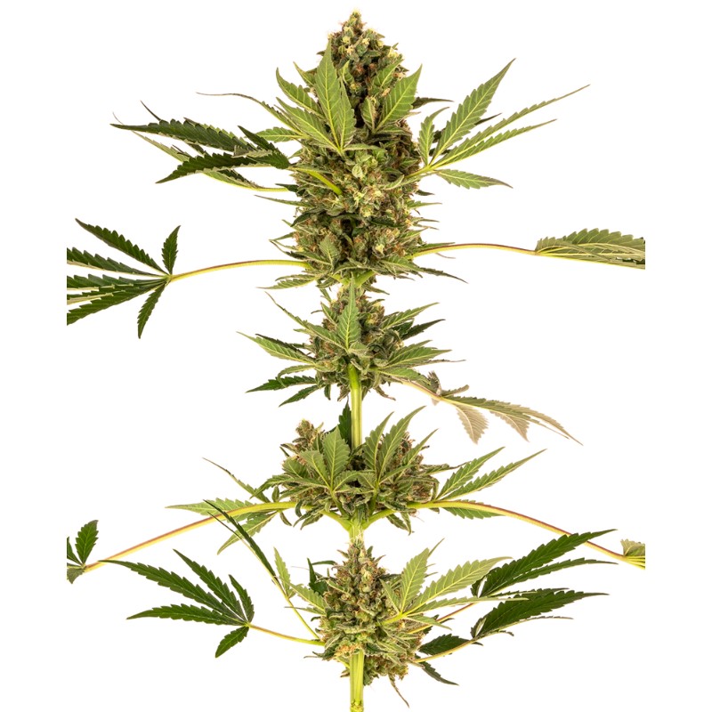 HIMALAYAN CBD · Sensi Seeds · graines de cannabis · Fem