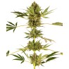 HIMALAYAN CBD · Sensi Seeds · graines de cannabis · Fem