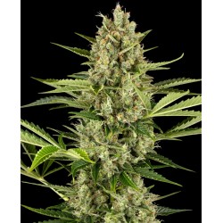 JACK HERER AUTO · Sensi Seeds · sementes de maconha · AutoFem