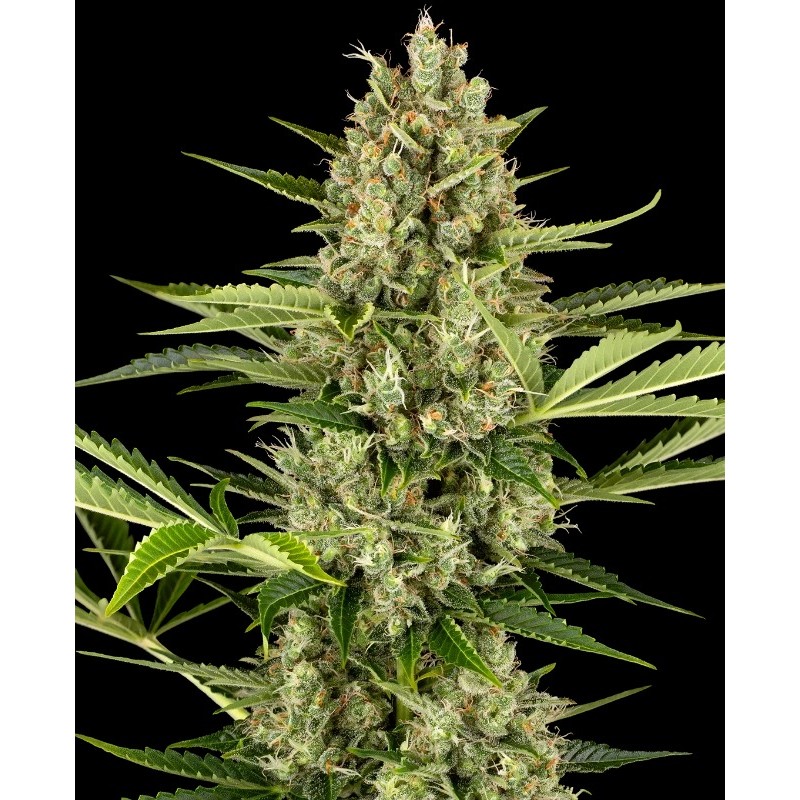 JACK HERER AUTO · Sensi Seeds · graines de cannabis · AutoFem