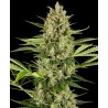 JACK HERER AUTO · Sensi Seeds · graines de cannabis · AutoFem