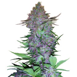 PURPLE SKUNK AUTO · Sensi Seeds · sementes de maconha · AutoFem