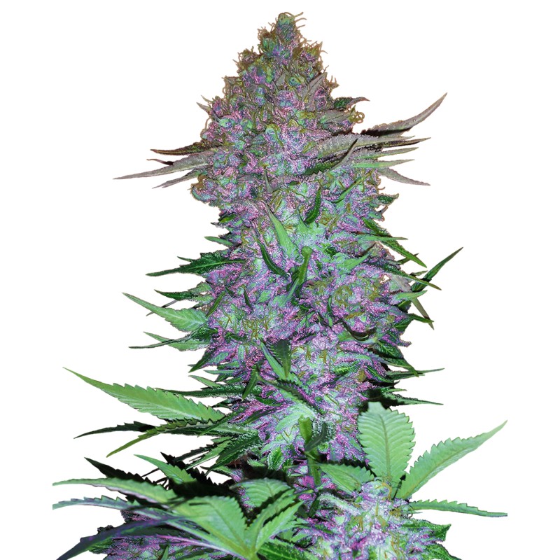 PURPLE SKUNK AUTO · Sensi Seeds · graines de cannabis · AutoFem