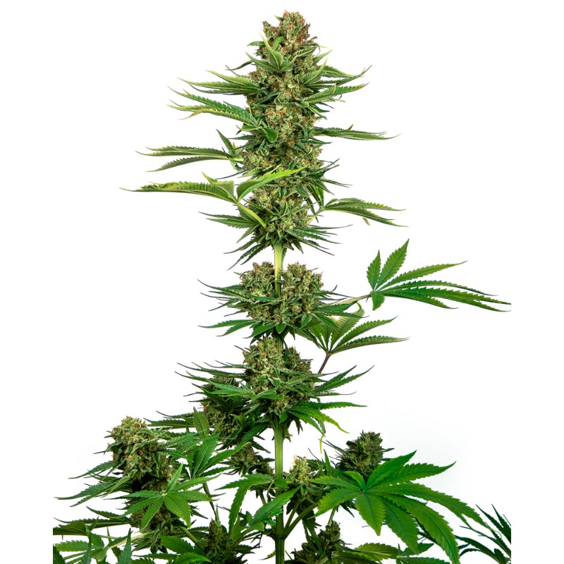 SATIN BLACK DOMINA CBD · Sensi Seeds · graines de cannabis · Fem