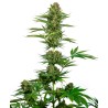 SATIN BLACK DOMINA CBD · Sensi Seeds · graines de cannabis · Fem