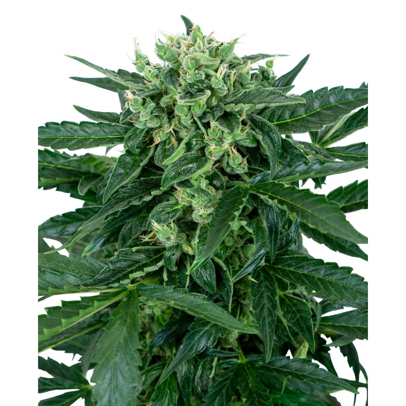 SENSI AMNESIA AUTO · Sensi Seeds · sementes de maconha · AutoFem