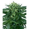 SENSI AMNESIA AUTO · Sensi Seeds · cannabis seeds · AutoFem
