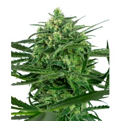 SENSI AMNESIA · Sensi Seeds · sementes de maconha · Fem