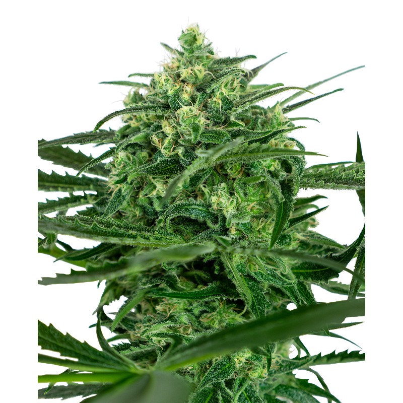 SENSI AMNESIA · Sensi Seeds · graines de cannabis · Fem
