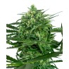 SENSI AMNESIA · Sensi Seeds · graines de cannabis · Fem