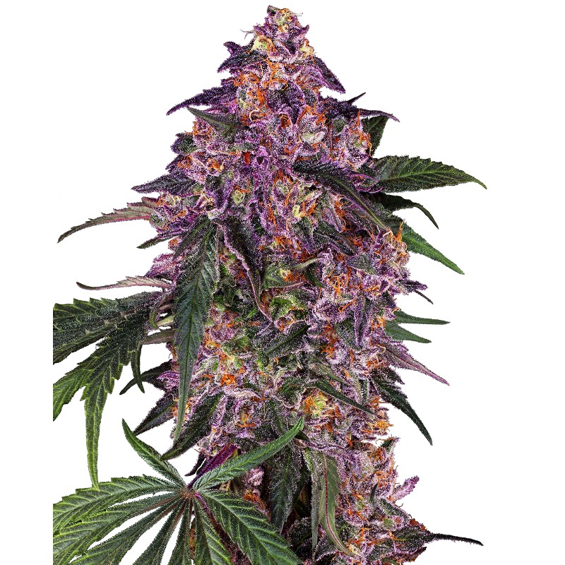 SENSI PURPLE KUSH · Sensi Seeds · sementes de maconha · Fem