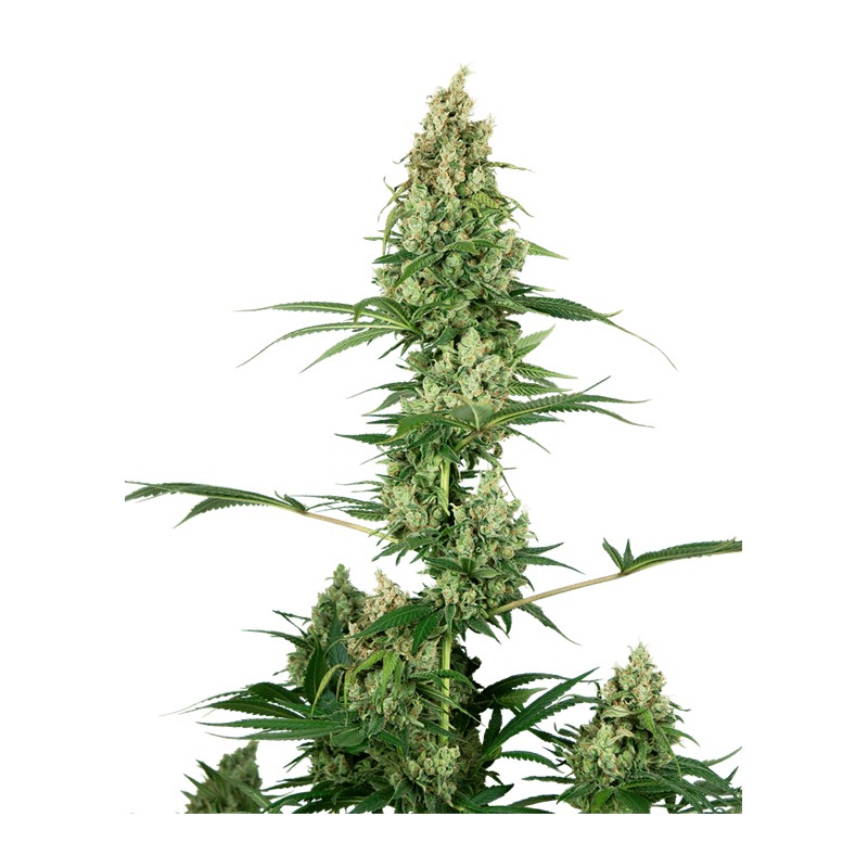 SILVER FIRE · Sensi Seeds · sementes de maconha · Fem