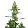 SILVER FIRE · Sensi Seeds · graines de cannabis · Fem