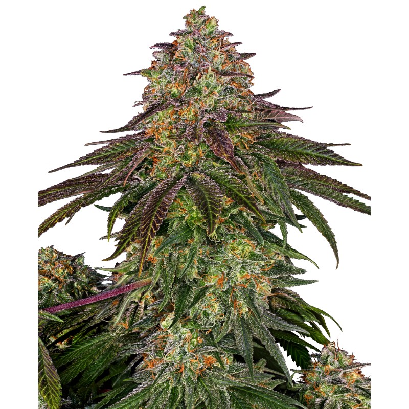 SWEET CHERRY KUSH · Sensi Seeds · graines de cannabis · Fem