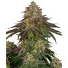 SWEET CHERRY KUSH · Sensi Seeds · graines de cannabis · Fem
