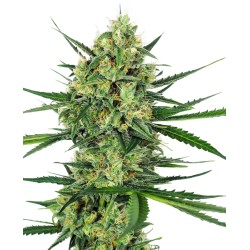 TANGERINE SUGAR · Sensi Seeds · sementes de maconha · Fem