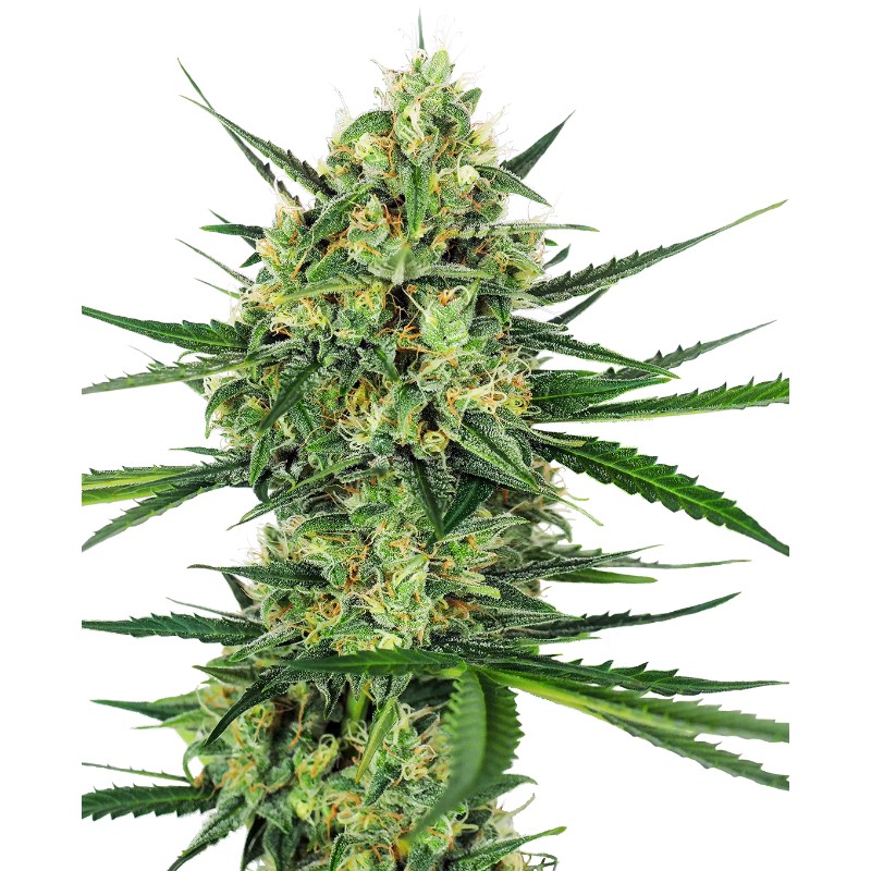 TANGERINE SUGAR · Sensi Seeds · graines de cannabis · Fem
