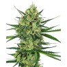 TANGERINE SUGAR · Sensi Seeds · graines de cannabis · Fem