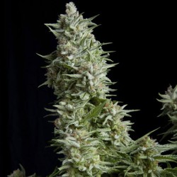ALPUJARREÑA · Pyramid Seeds · graines de cannabis · Fem