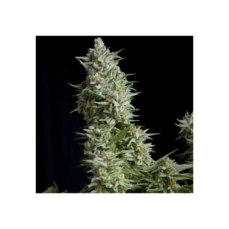 ALPUJARREÑA · Pyramid Seeds · cannabis seeds · Fem