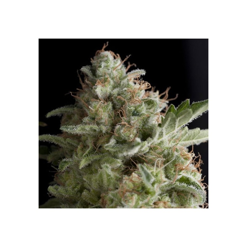 AMERICAN PIE · Pyramid Seeds · graines de cannabis · Fem