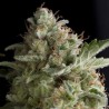 AMERICAN PIE · Pyramid Seeds · graines de cannabis · Fem