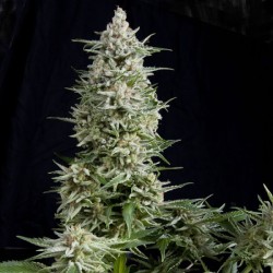 AMNESIA GOLD · Pyramid Seeds · graines de cannabis · Fem
