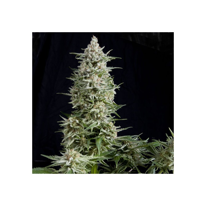 AMNESIA GOLD · Pyramid Seeds · kenevir tohum · Disi · Fem