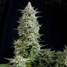 AMNESIA GOLD · Pyramid Seeds · kenevir tohum · Disi · Fem