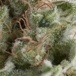 AUTO AMERICAN PIE · Pyramid Seeds · kenevir tohum · AutoFem