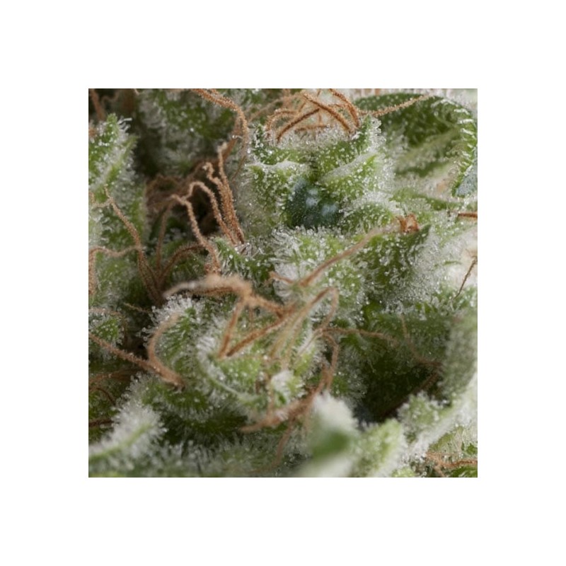 Auto American Pie – Graines Autofloraison Pyramid Seeds
