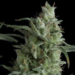 KRYPTONITE · Pyramid Seeds · graines de cannabis · Fem