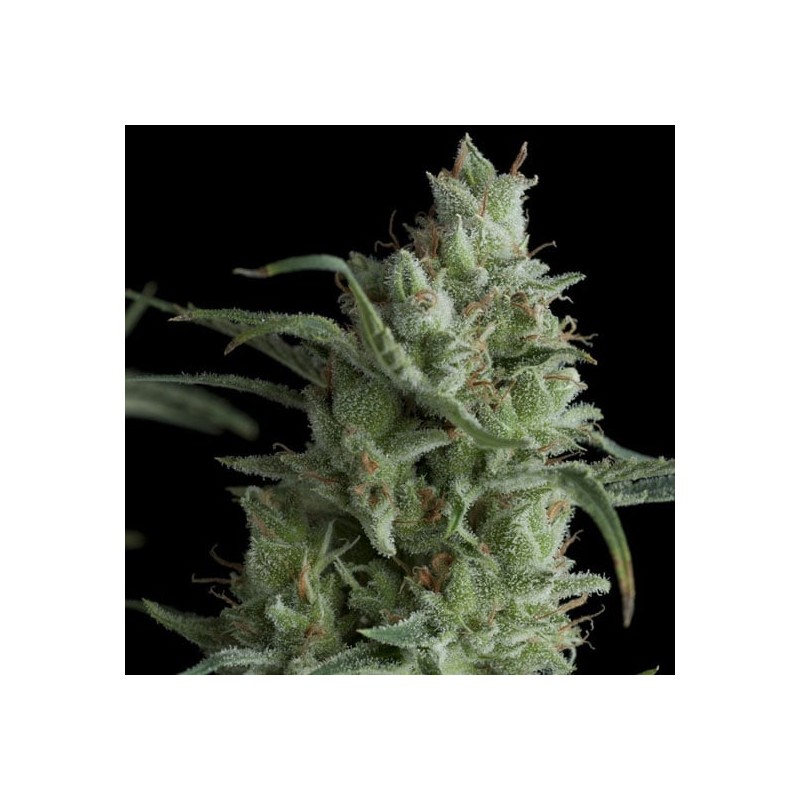 KRYPTONITE · Pyramid Seeds · kenevir tohum · Disi · Fem