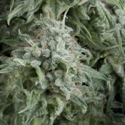 AUTO ANUBIS · Pyramid Seeds · sementes de maconha · AutoFem