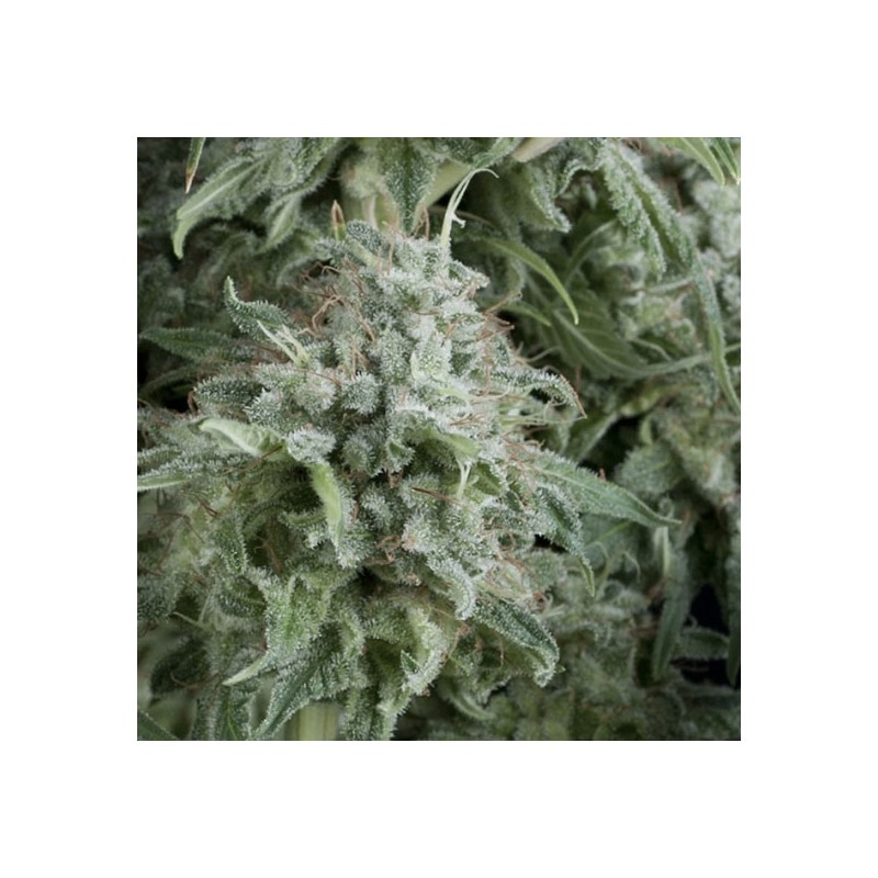 AUTO ANUBIS · Pyramid Seeds · kenevir tohum · Disi · AutoFem