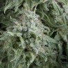 AUTO ANUBIS · Pyramid Seeds · cannabis samen · AutoFem