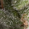 AUTO FRESH CANDY · Pyramid Seeds · graines de cannabis · AutoFem