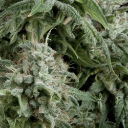 AUTO NORTHERN LIGHTS · Pyramid Seeds · cannabis samen · AutoFem