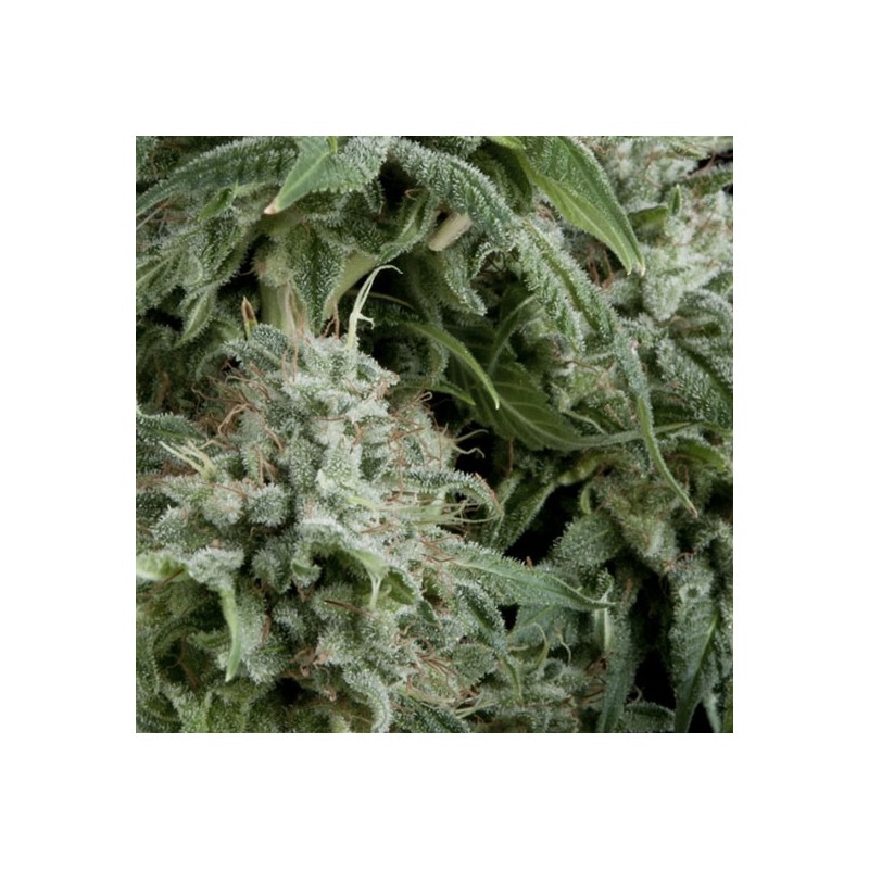 AUTO NORTHERN LIGHTS · Pyramid Seeds · kenevir tohum · Disi · AutoFem