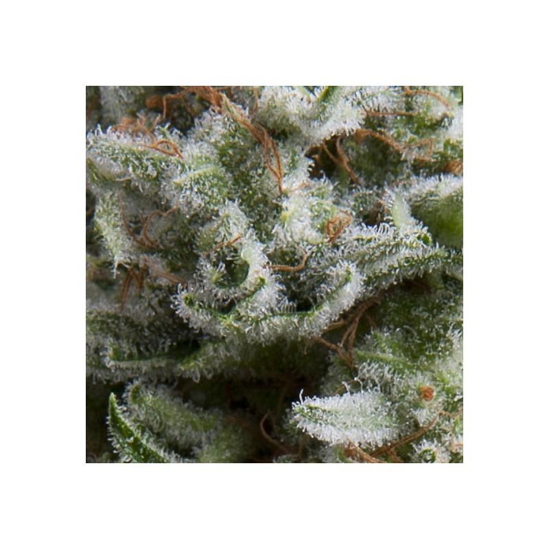 AUTO ANESTHESIA · Pyramid Seeds · sementes de maconha · AutoFem