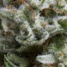 AUTO ANESTHESIA · Pyramid Seeds · graines de cannabis · AutoFem